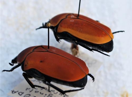 Pachnoda divers